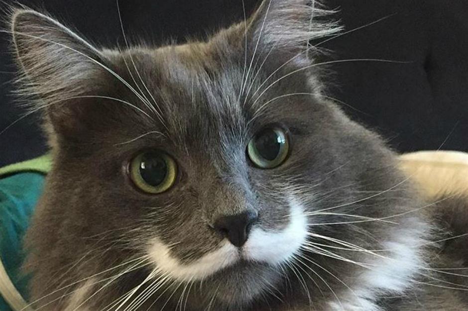 Hamilton The Hipster Cat: $100,000 (£77k) a year